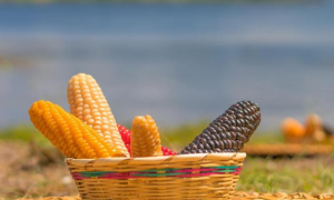 维基百科联合创始人：马斯克的 Grokipedia 广受批评，我并不觉得奇怪