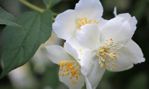 国产大八轮实弹射击现场超燃