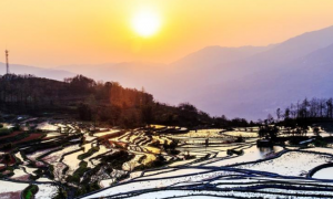 科技加持“美丽经济” 各地年宵花卉集中上市销售火热