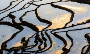 科技加持“美丽经济” 各地年宵花卉集中上市销售火热