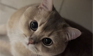 眼酱大魔王w – NO.109 Fantia 24年6月合集(6期）