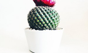 仙人球风水摆放禁忌有哪些 ? 店铺仙人球放哪招财?