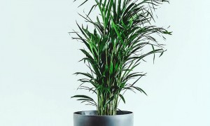 客厅养什么植物最好风水？客厅适合摆放的植物