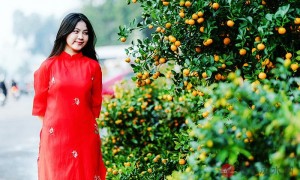 家中摆放金橘树增添财运及运势上升