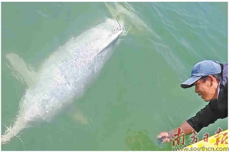 纪录电影《中华白海豚》12月12日全国上映