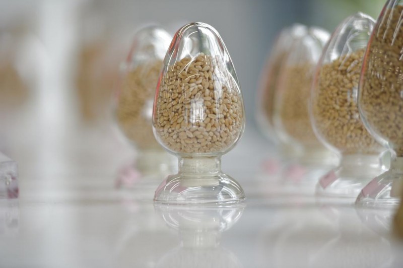 新华鲜报·“十四五”发展亮点丨端稳中国饭碗！农作物自育品种超95%