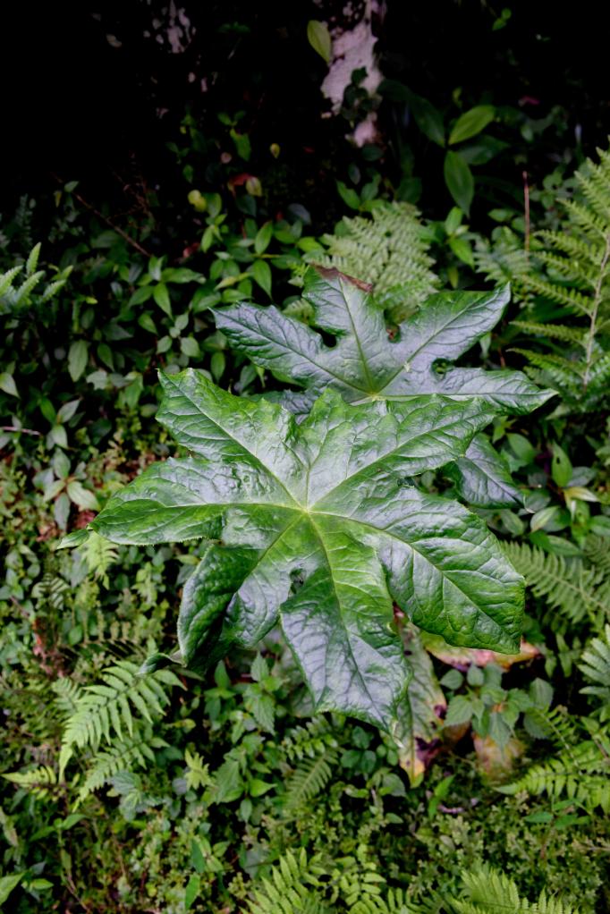 贵州发现新物种“习水八角莲”
