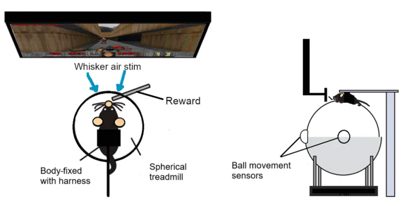 神经工程新突破：老鼠学会在《毁灭战士》中“开火射击”