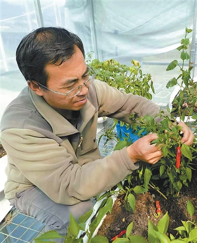 让高原农牧民一年四季吃上新鲜菜（守望）