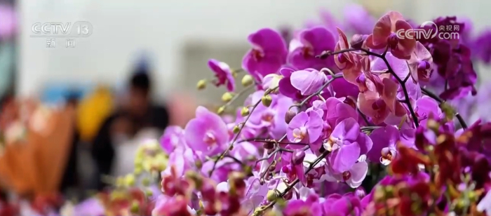 特色年宵花上新 各地畅销品种不同 你选哪一种？