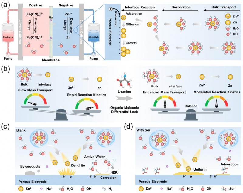 西安交大团队破解锌基电池寿命难题 西安交大团队破解锌基电池寿命难题